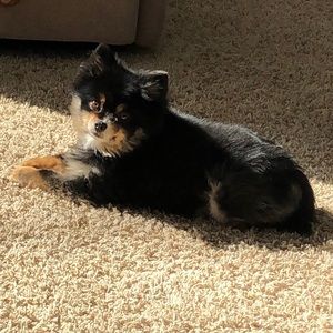 Meet your Posher, Janice